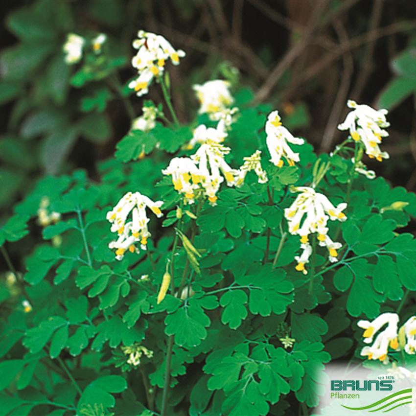 Corydalis ochroleuca von Bruns Pflanzen