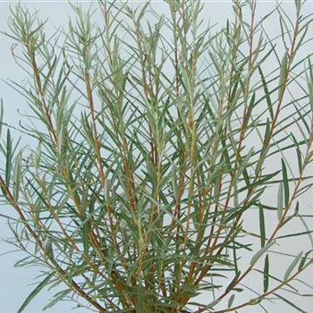 Salix_rosmarinifolia_GR_R1.JPG