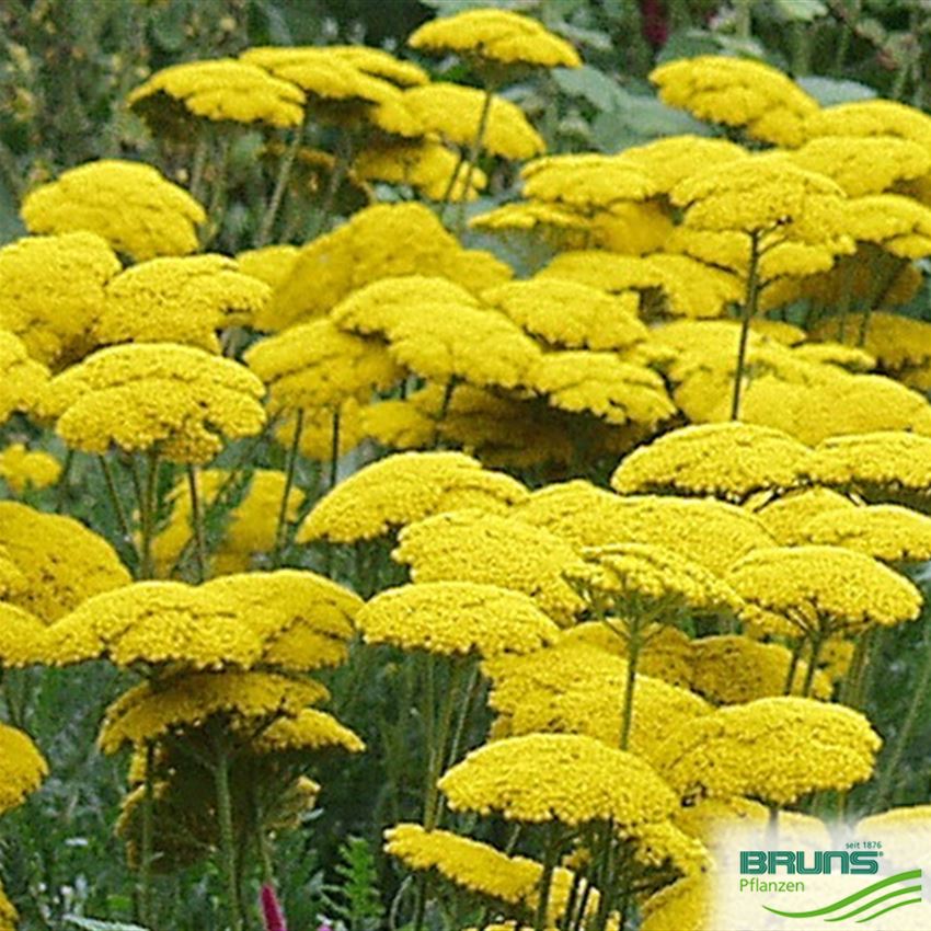 Achillea filipendulina 'Parker', GoldGarbe