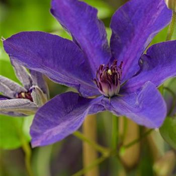 Clematis 'The President'®