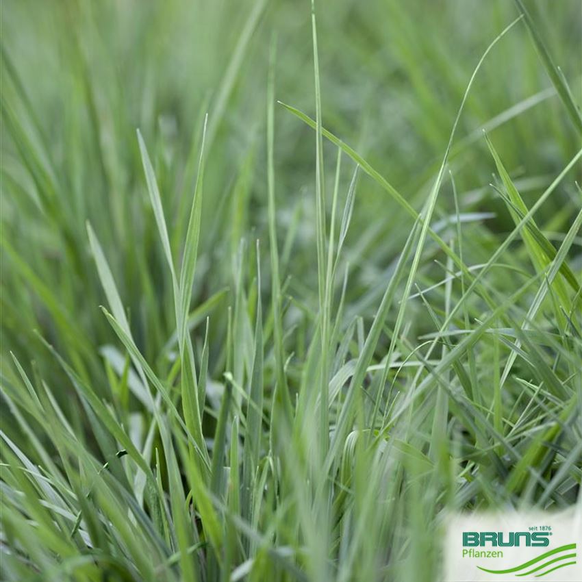 Briza media von Bruns Pflanzen