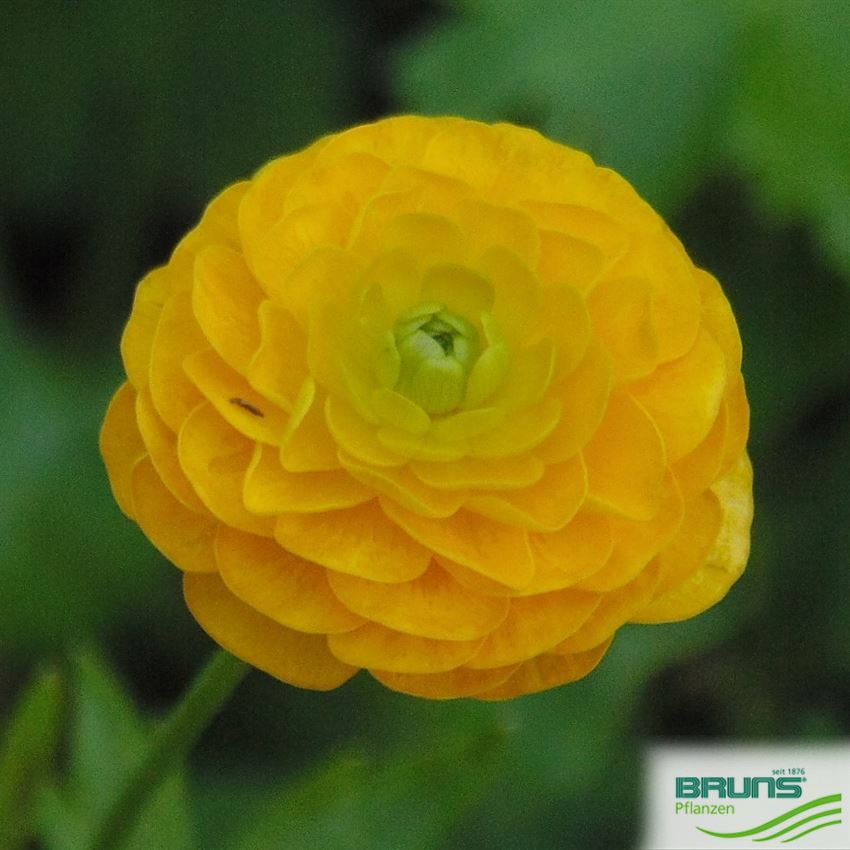 Ranunculus acris 'Multiplex', Goldranunkel von Bruns Pflanzen