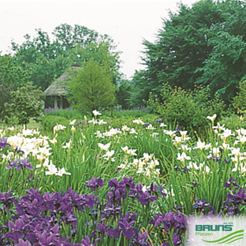 Iris sibirica 'White Horse' von Bruns Pflanzen