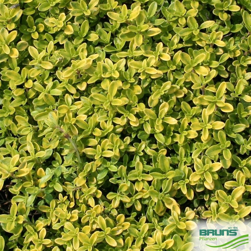 Thymus x citriodorus 'Golden Dwarf' von Bruns Pflanzen