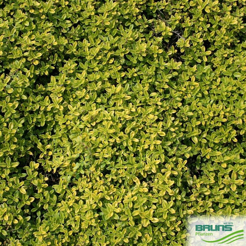 Thymus x citriodorus 'Golden Dwarf' von Bruns Pflanzen