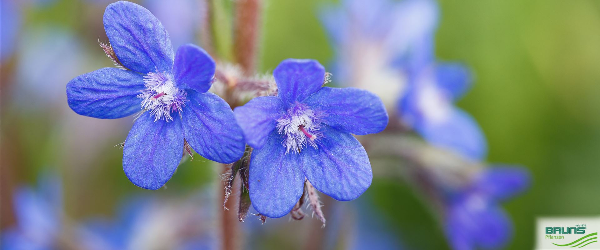 Anchusa azurea von Bruns Pflanzen