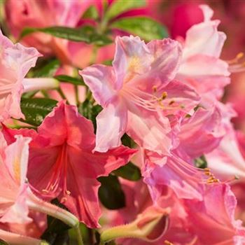 Rhododendron luteum 'Jolie Madame'