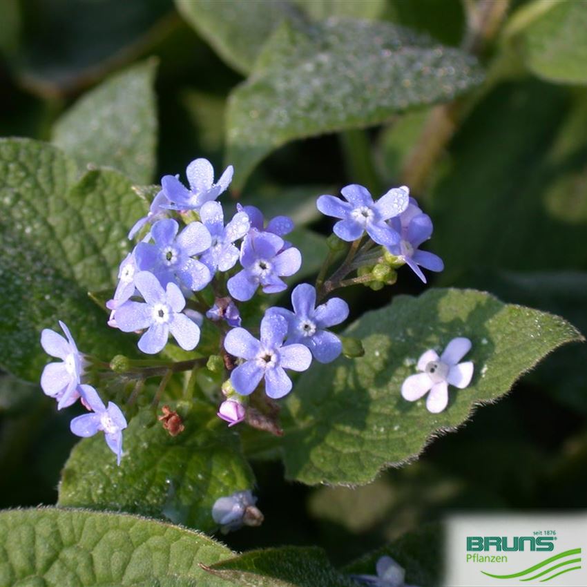 Brunnera macrophylla 'Langtrees' von Bruns Pflanzen