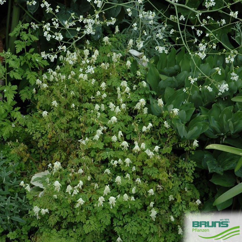 Corydalis ochroleuca von Bruns Pflanzen