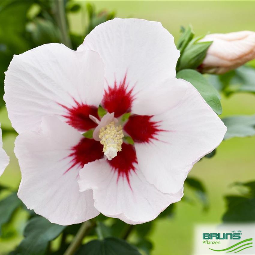 Hibiscus syriacus Hybriden in Sorten von Bruns Pflanzen
