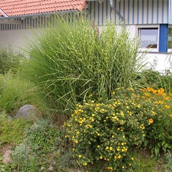 Miscanthus sinensis 'Zebrinus' von Bruns Pflanzen