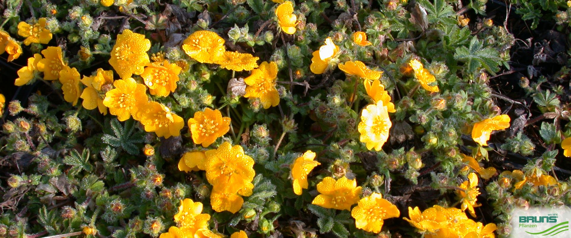 Potentilla neumanniana von Bruns Pflanzen