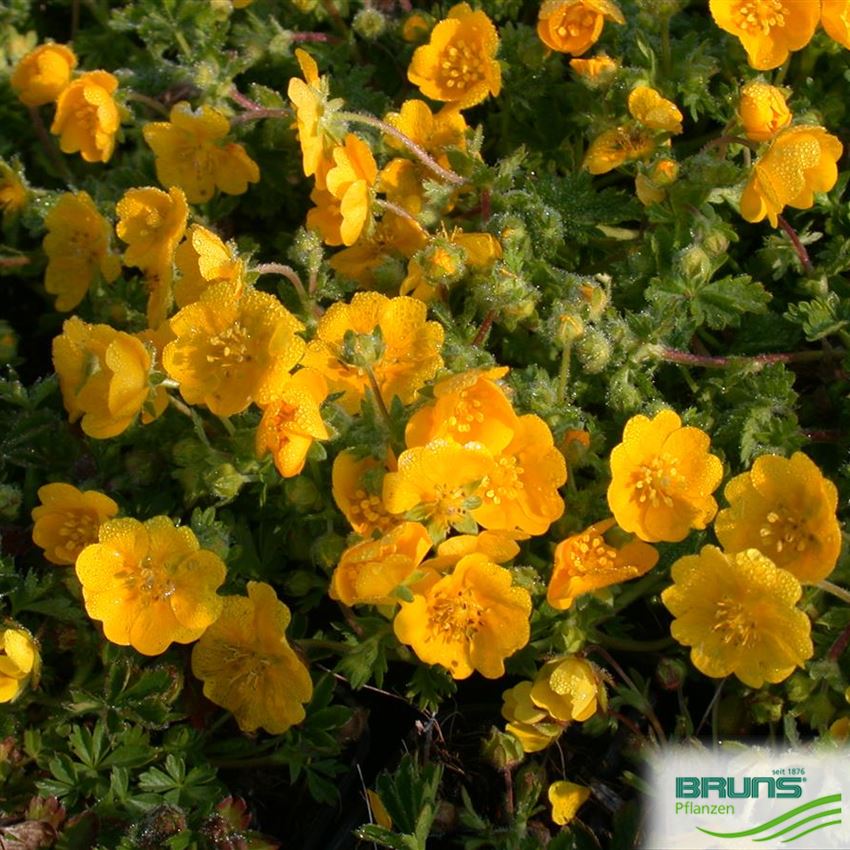 Potentilla neumanniana von Bruns Pflanzen