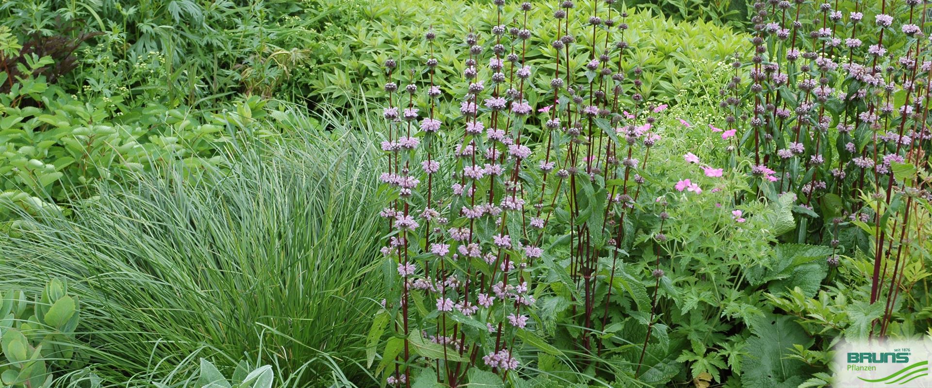 Phlomis tuberosa, Sageleaf Mullein von Bruns Pflanzen