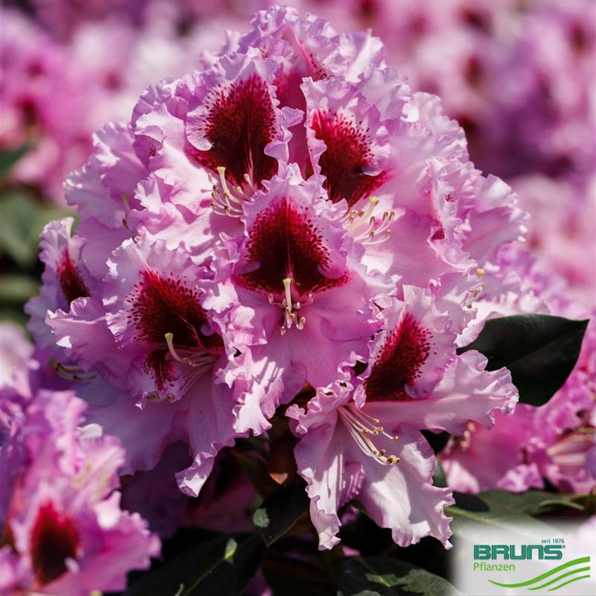Rhododendron Inkarho (R) 'Kabarett' (R) von Bruns Pflanzen