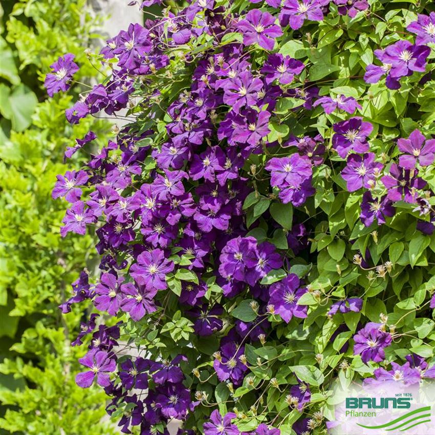 Clematis Hybriden von Bruns Pflanzen