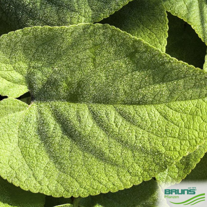 Brunnera macrophylla von Bruns Pflanzen