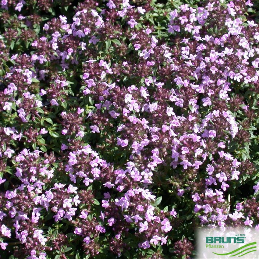 Thymus herbabarona, Caraway Thyme von Bruns Pflanzen