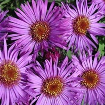 aster_na_purple_dome_GM_Q1.jpg