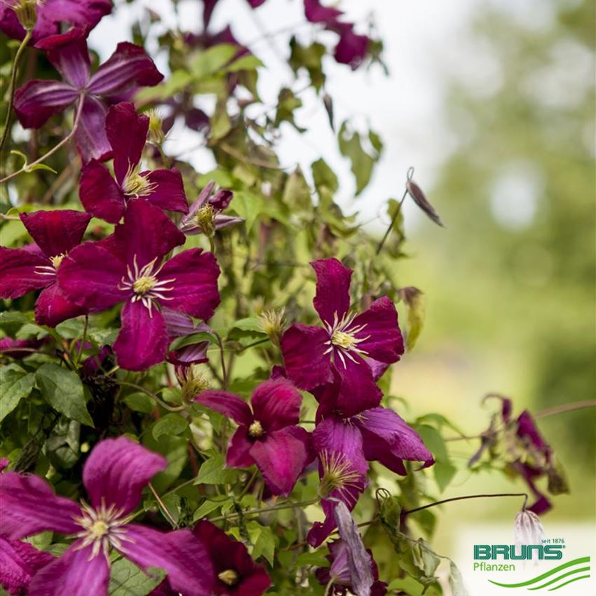Clematis Hybriden von Bruns Pflanzen