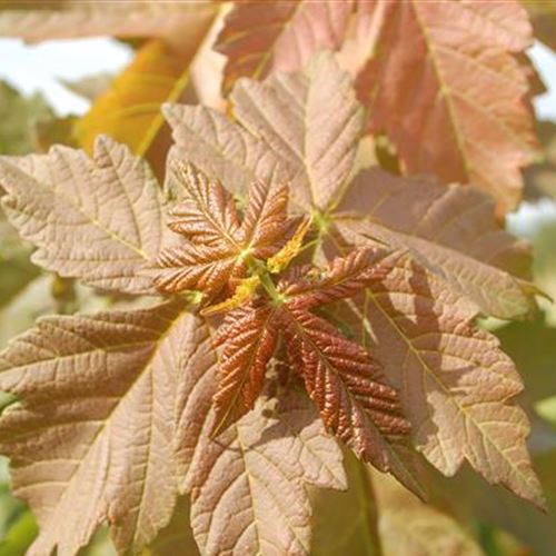 Acer conspicuum 'Phoenix'