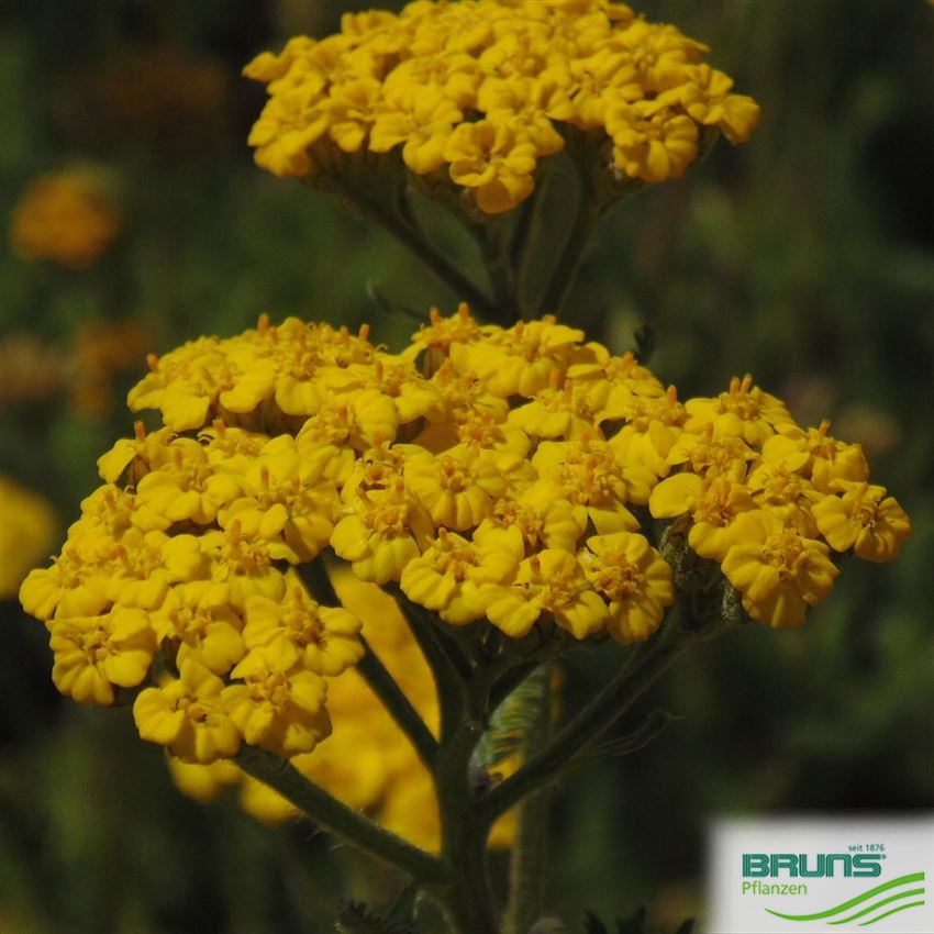 Achillea tomentosa 'Aurea' von Bruns Pflanzen