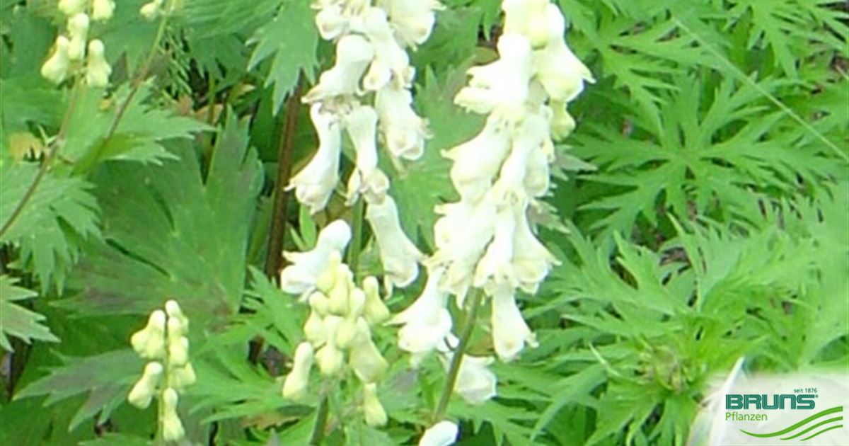 Aconitum septentrionale 'Ivorine' von Bruns Pflanzen