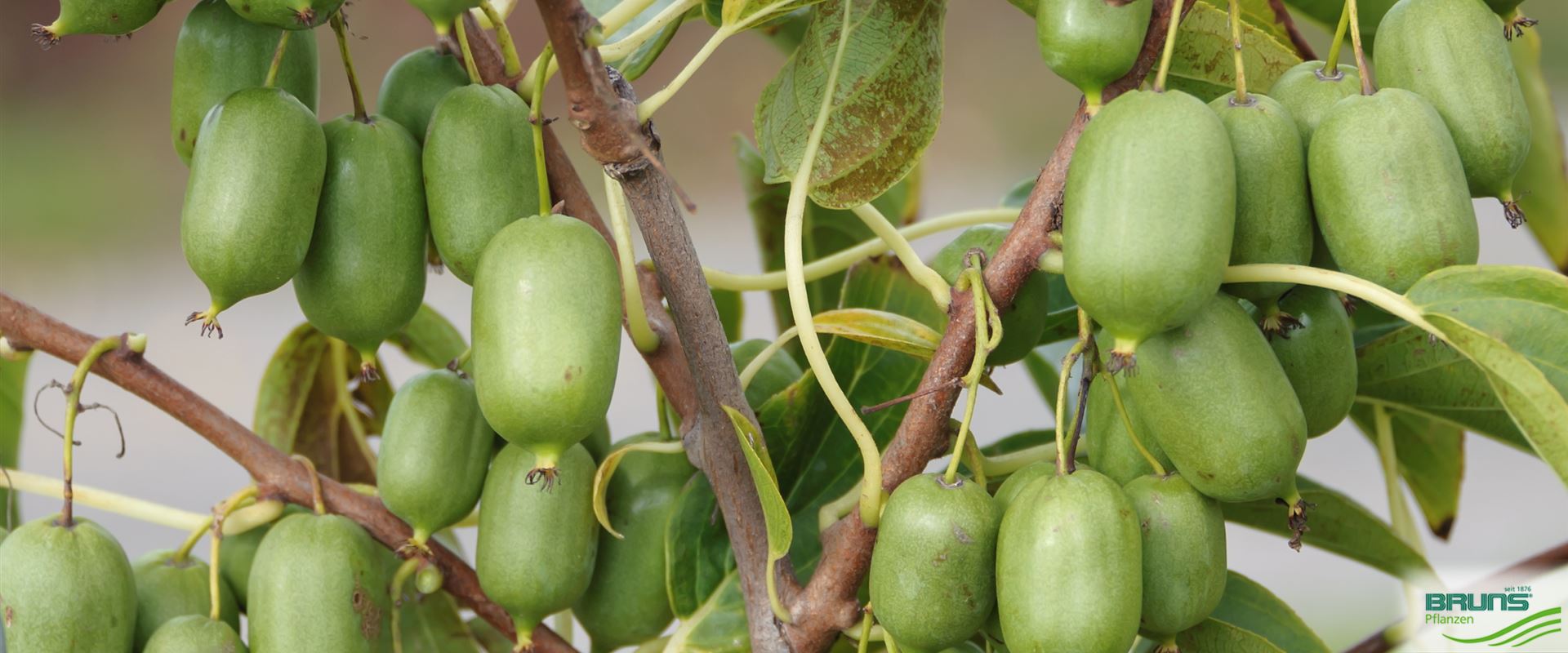 Actinidia arguta 'Issai' von Bruns Pflanzen