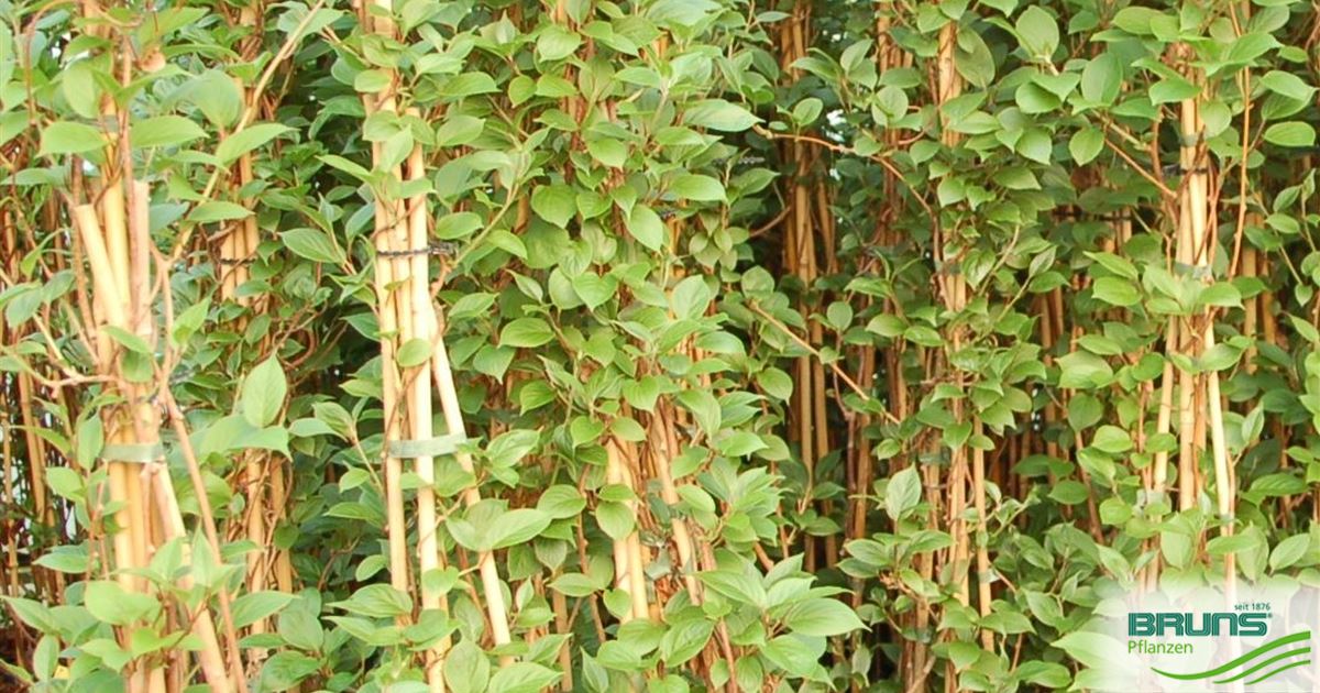 Actinidia chinensis 'Weiki' von Bruns Pflanzen