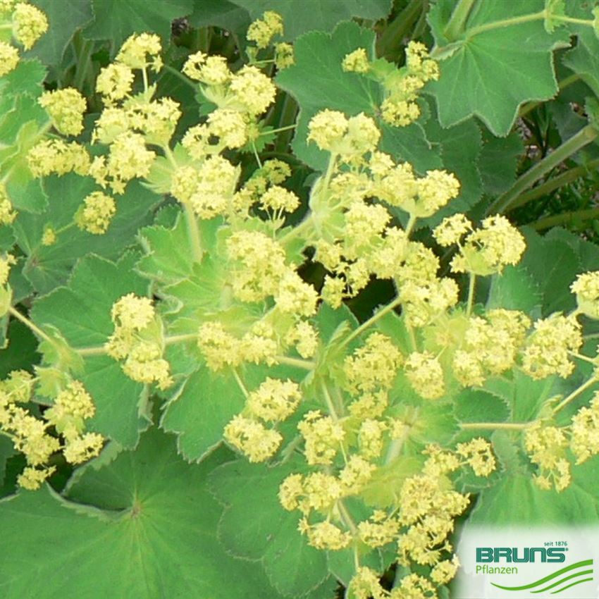 Alchemilla mollis robustica описание