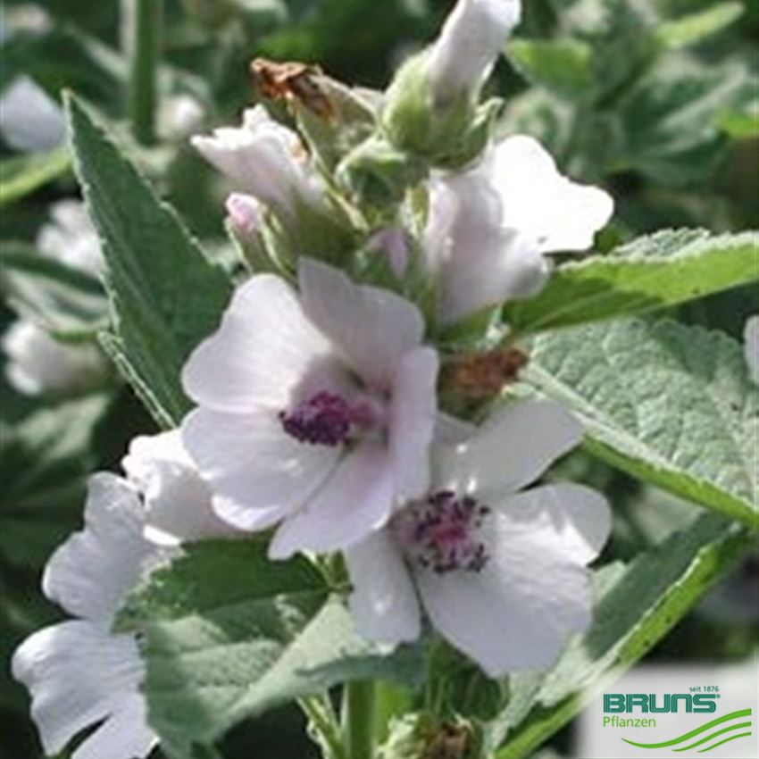 Althaea officinalis, Marsh Mallow von Bruns Pflanzen