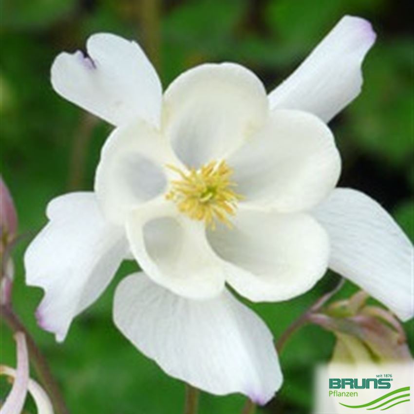 Aquilegia caerulea 'Kristall' von Bruns Pflanzen