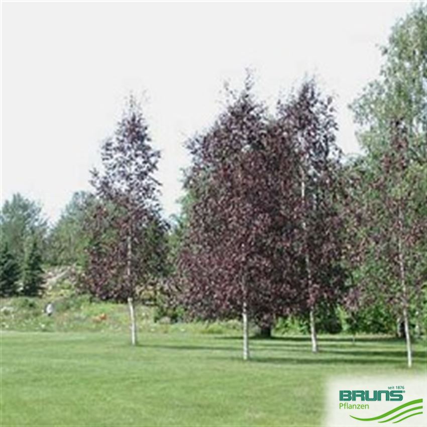 Betula Pendula Royal Frost Rotlaubige H nge Birke Royal Frost Von Betula Pendula Royal Frost Rotlaubige H nge Birke Royal Frost Von