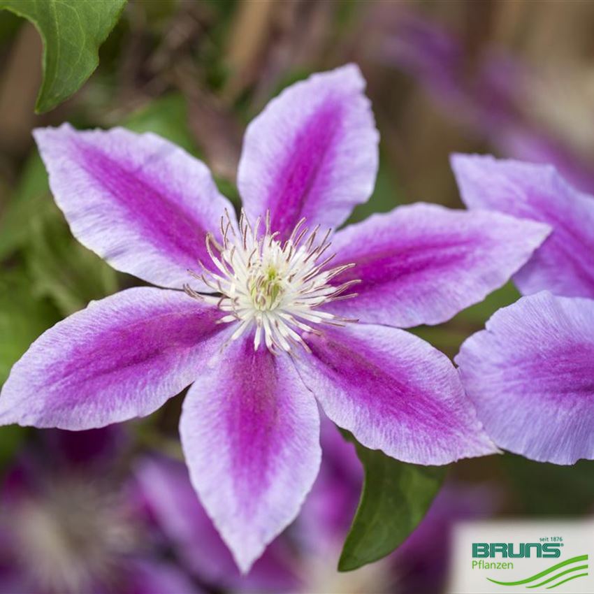 Clematis 'dr. Ruppel' Von Bruns Pflanzen