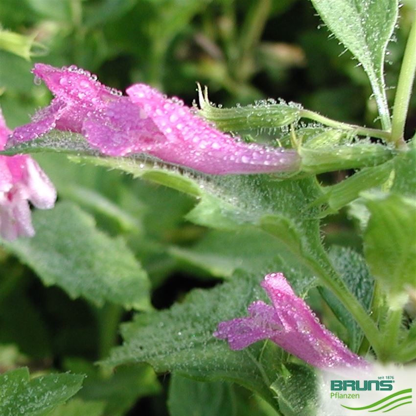 Calamintha grandiflora von Bruns Pflanzen