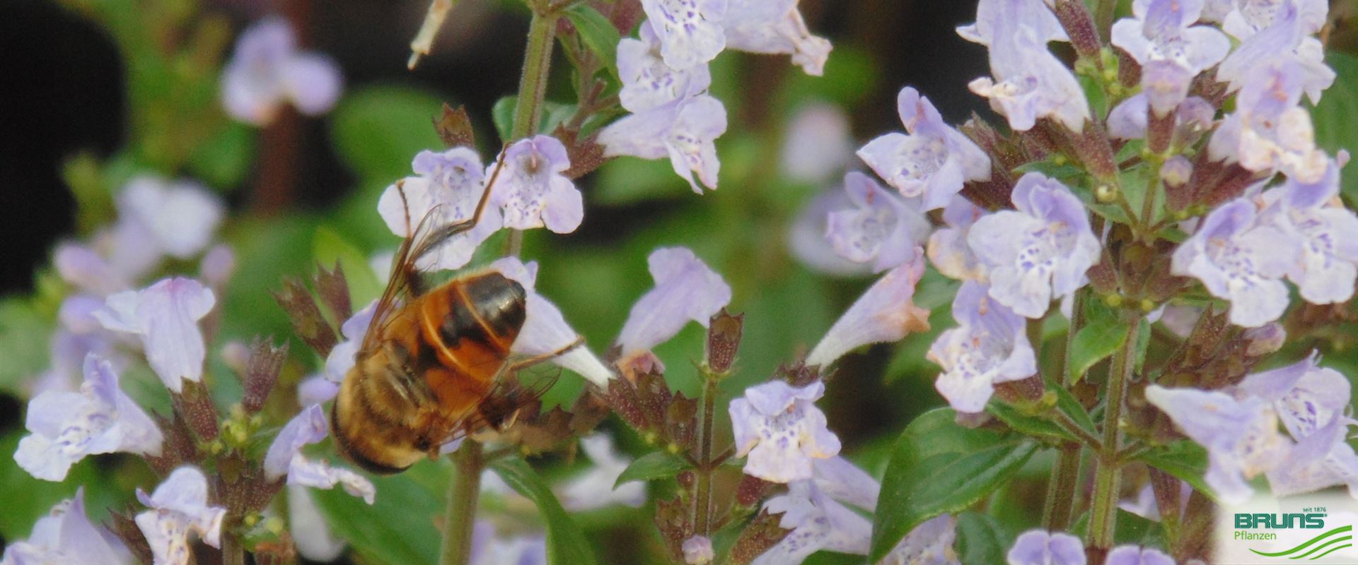 Calamintha nepeta ssp. nepeta von Bruns Pflanzen