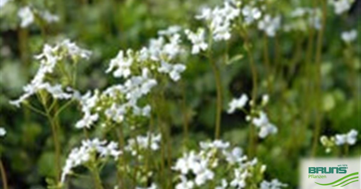 Cardamine trifolia von Bruns Pflanzen