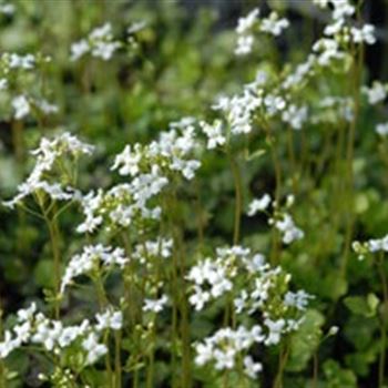 Cardamine trifolia von Bruns Pflanzen