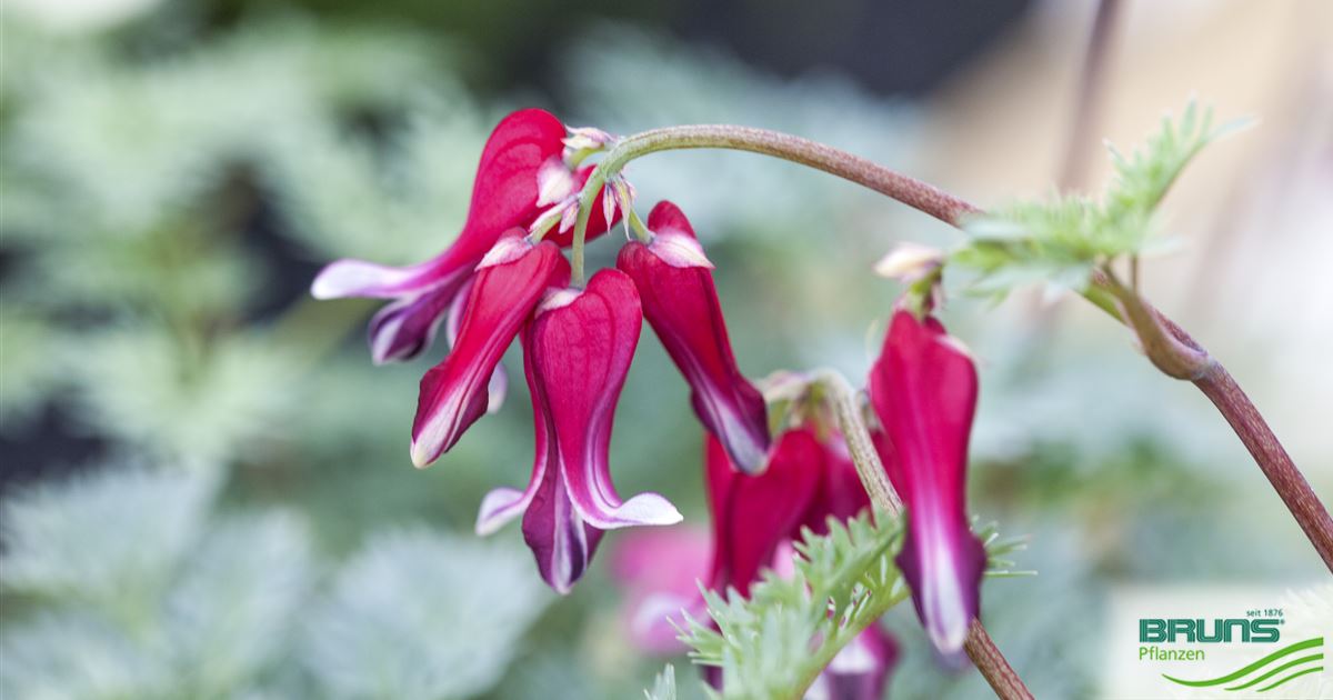 Dicentra 'Burning Hearts' (R) von Bruns Pflanzen