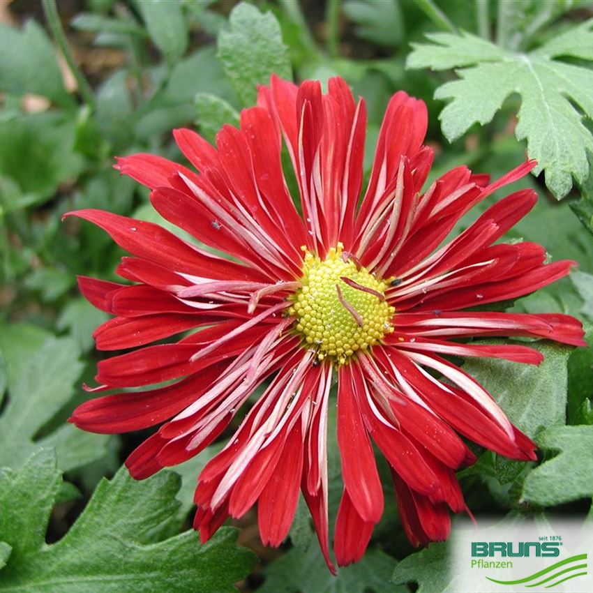Chrysanthemum zawadskii var. latilobum 'Duchess of Edinburgh' von Bruns