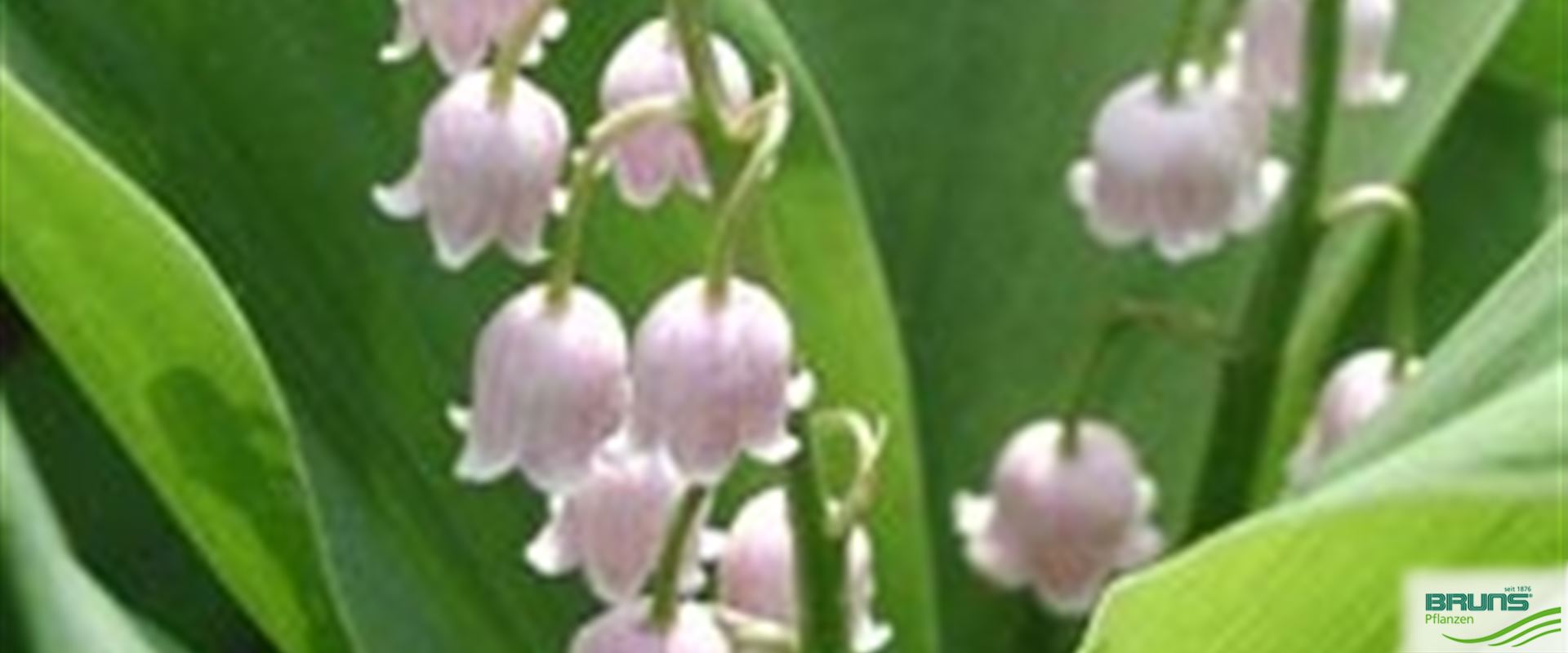 Bulbi Mughetto Bianco Convallaria - 10 Bulbi Profumati Per Giardino E Vaso | Fioritura Primaverile - Foto 10