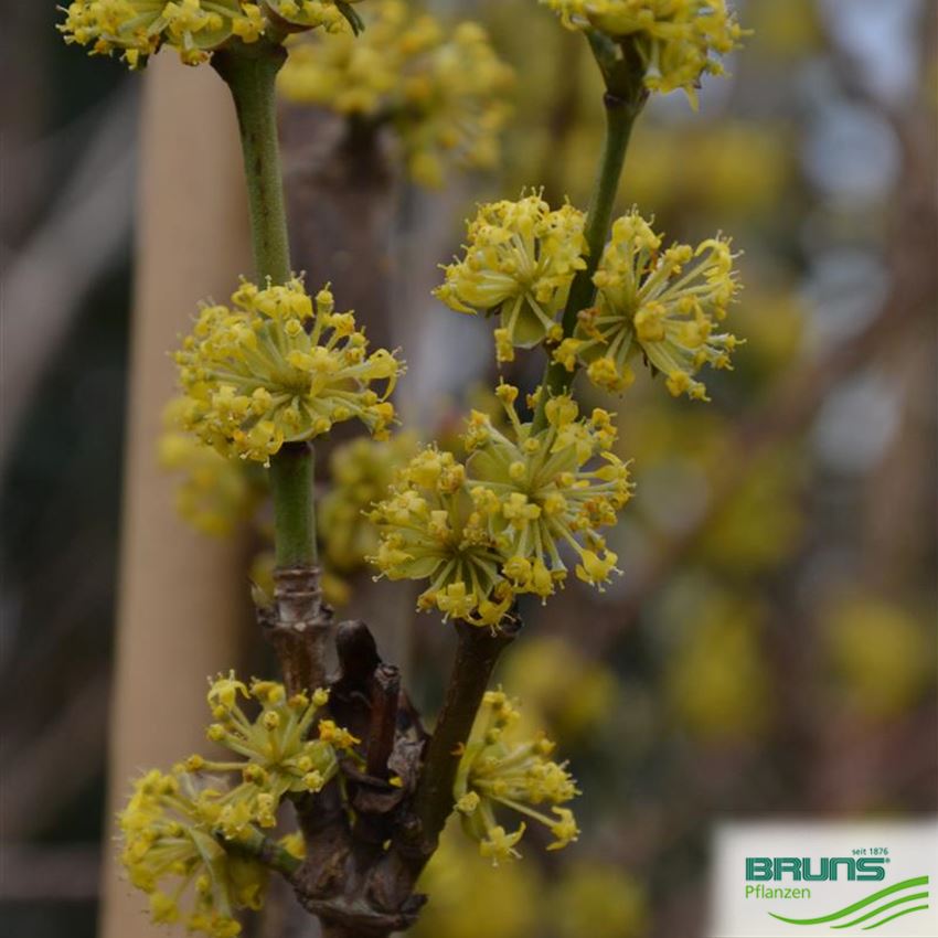 cornus mas golden glory