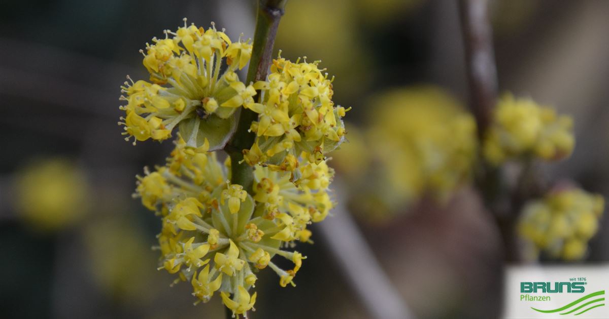 Cornus mas 'Golden Glory', Kornelkirsche 'Golden Glory' von Bruns Pflanzen