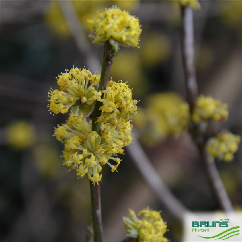 cornus mas form