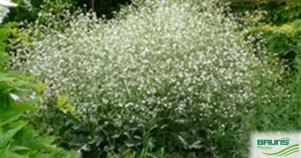 Crambe cordifolia, Riesenschleierkraut von Bruns Pflanzen