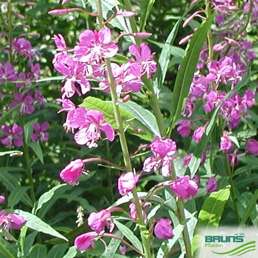 Epilobium angustifolium von Bruns Pflanzen
