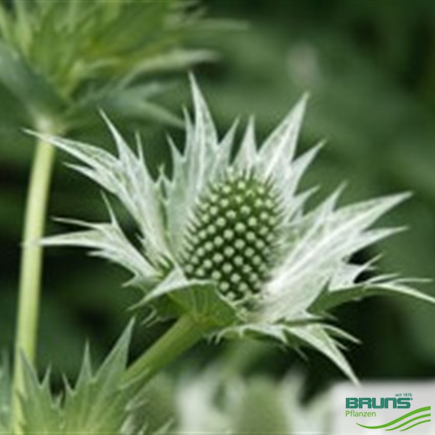 Eryngium giganteum, Elfenbeindistel von Bruns Pflanzen