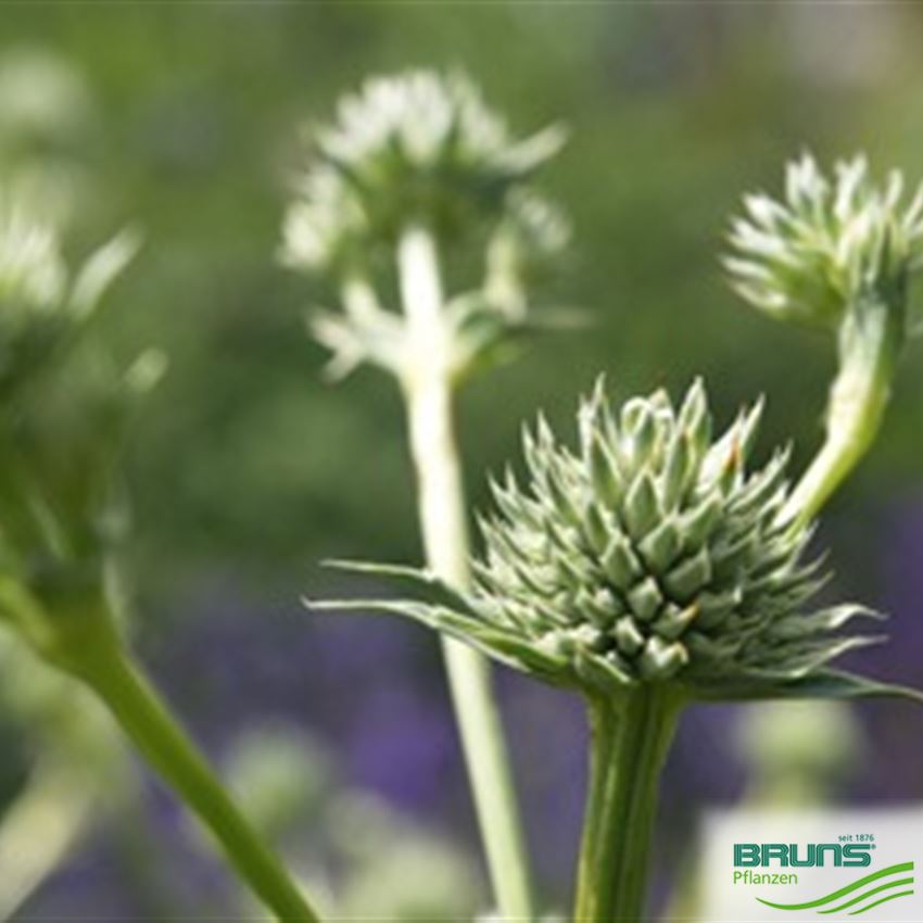 Eryngium yuccifolium, PalmlilienEdeldistel von Bruns Pflanzen