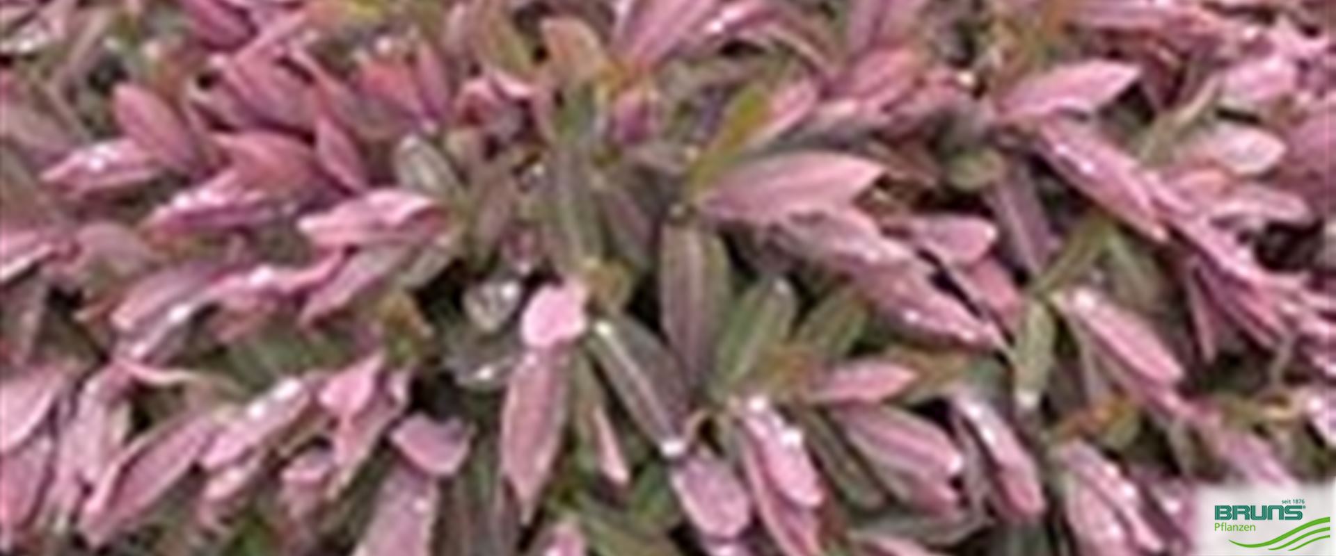 Euphorbia dulcis 'Chamaeleon' von Bruns Pflanzen
