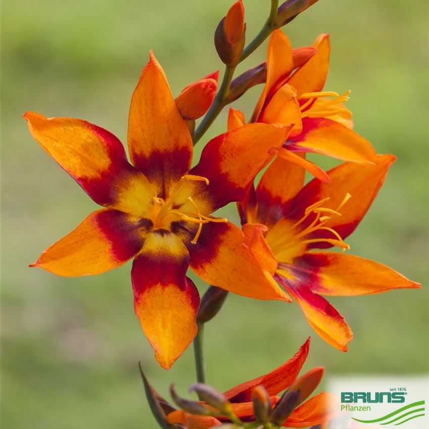 Crocosmia x crocosmiiflora in Sorten, GartenMonbretie von Bruns Pflanzen